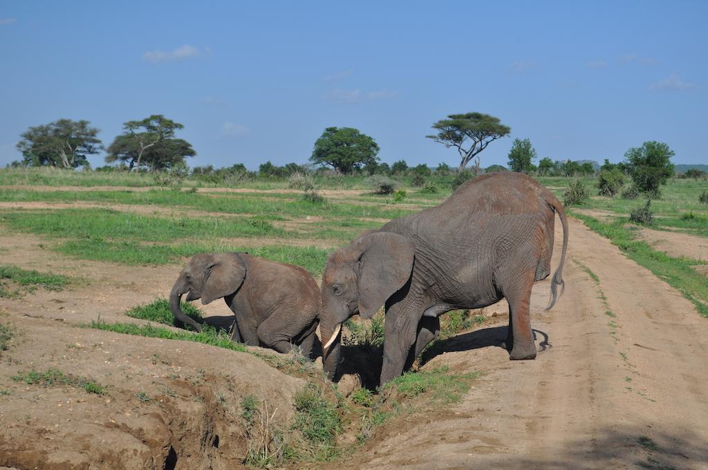 Kaiti Elephant Rock Luxury Camp Tarangire מראה חיצוני תמונה